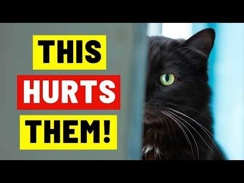 These Everyday Things Are Hurting Your Cat’s Feelings (Without You Realising!)