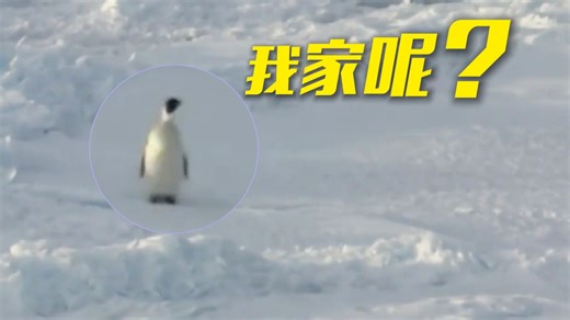 中国气象局：曾经世界最大冰山A23a加速崩解