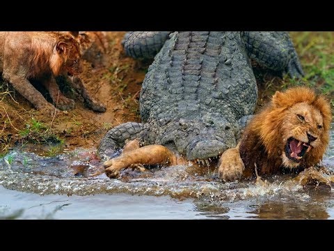 africas wildest battles nature at its cruelest