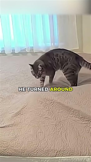 Cat tried sneaking past owner and THIS happened! 🤯😂\n#cuteanimals #cats #pets
