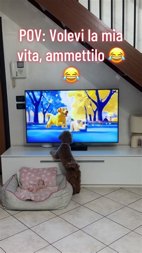 Divertenti momenti di barboncini e amore