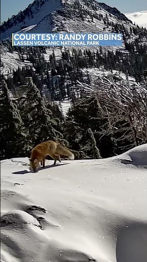 Photographer captures video of rare fox in Lassen National Park