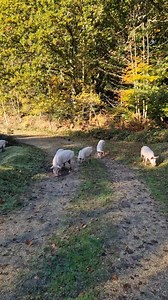 4.5K views · 43 reactions | Burley, New Forest In the autumn, pigs...