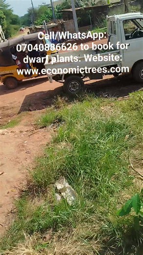 Contact us for dwarf plants. We have oil palm, coconut, avocado, Soursop, guava, bitter kola, pawpaw, banana/plantain, etc. Call/WhatsApp: 2347040886626 | Center for Hybrid Economic Trees