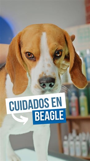 ¡Si tienes un Beagle, este vídeo es para ti! 🐶✨ Guía completa para dejarlo guapo y bien cuidado de la cabeza a la cola: • Pelo: cómo quitar el pelo muerto sin dañar el manto 🧤 • Ojos: limpieza segura para legañas y manchas 👀 • Oídos: rutina fácil para evitar malos olores y problemas 🐾 • Extra: pelo del rabo, evitar contagios y uñas 💬 Cuéntame: ¿qué te cuesta más, OREJAS, OJOS o PELO? 📛 Escribe el nombre y la edad de tu beagle (¡quiero conocerle!). 🔖 Guarda este vídeo para tu rutina y comp