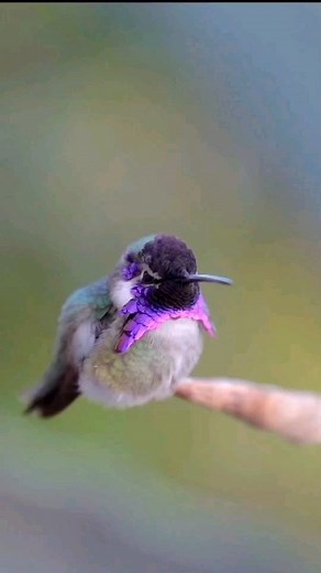 exclusive bird | 🌿This fluff ball is the first thing I see coming home, after being gone for a couple of nights 💟 No place like 🏡💜 By @hummingbirdsbysurprise | Instagram