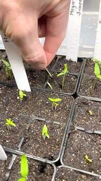 Do this now for your pepper seedlings 🌶️