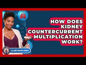 How Does Kidney Countercurrent Multiplication Work? - All About Anatomy Answers
