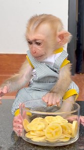 32K views · 836 reactions | #monkeyDonut #babymonkey #smartmonkey #funnybabymonkey #cutebabymonkey #adorablemonkey #monkeyDonald #monkey #reel | M.Twns Fans | Facebook