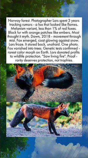 The Fox That Glows Like Fire