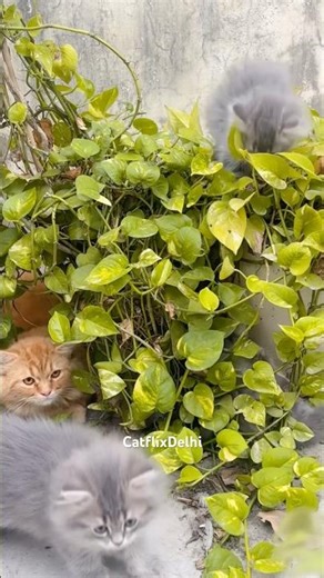 Baby Cat Cartoon 🐱 | Funny & Cute Kitten Story for Kids