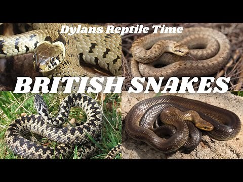 British Snakes - Dylan's Reptile Time
