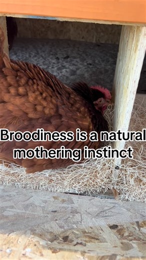 Kayla | Woodland Acre on Instagram: "When your hen suddenly puffs up, growls, and stops laying… she’s not broken — she’s BROODY 🐔🥚 Here are the wild facts about a hen’s natural mama instincts. #broodyhen #backyardchickens #chickensofinstagram #education #chickenkeeper #homestead #mom #fyp"
