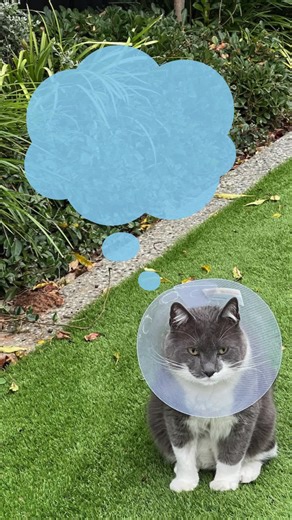 I am brave, uncomfortable, and deeply unimpressed by this situation. 😸😆 #CatTok #ConeOfShame #FunnyCats