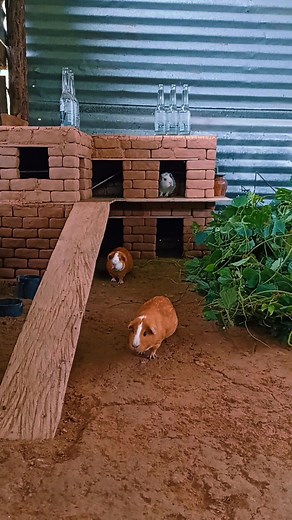 🐹🌿#crianzadecuyes #HayNiveles en los cuyes 😜 #Leslieshaw #marisolylamagiadelnorte #Cobayas #Curiel #conejillodeindias #Caviaporcellus