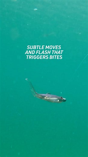 See how the Wingman’s split tail, Disruptor Fin, and belly flash create lifelike action, even when paused to fool pressured fish. Available in 3.75", 4.5" and 5.25" sizes #nomaddesign #LiveOps | Nomad Design Australia