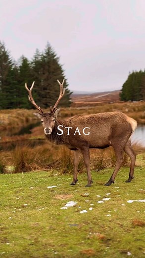 8K views · 9.6K reactions | The stag is an icon of the Scottish...