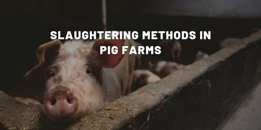 How Pigs Are Killed: Slaughter, Welfare & the Ethics Behind It