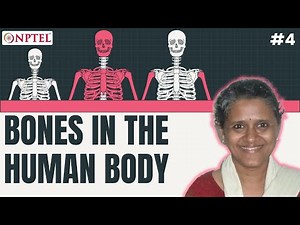 #4 Bones in the Human Body | Mechanics of Human Movement