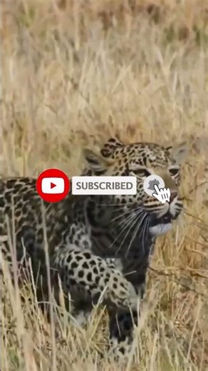 River Attack & Jungle Ambush #animalshorts #wildlifeshorts #untamednature