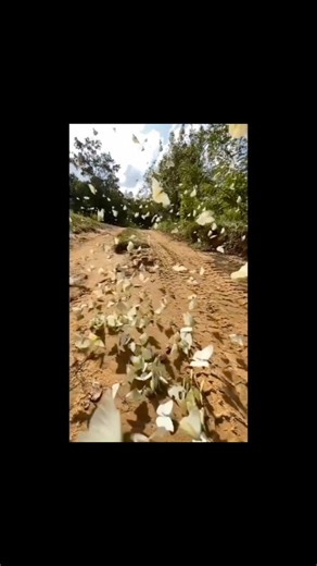 A breathtaking butterfly gathering on a forest track. This behavior, known as mud-puddling, allows butterflies to absorb essential minerals from the soil. These nutrients help them reproduce and thrive. What looks like a magical cloud of wings is actually an important moment in nature’s cycle.🦋🌵🌼#WildLens #Butterflies#Wildlife#Nature#Insects#Pollinators | Wildlens