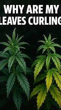 Cannabis Leaves Curling Up or Down? Here’s What It Means