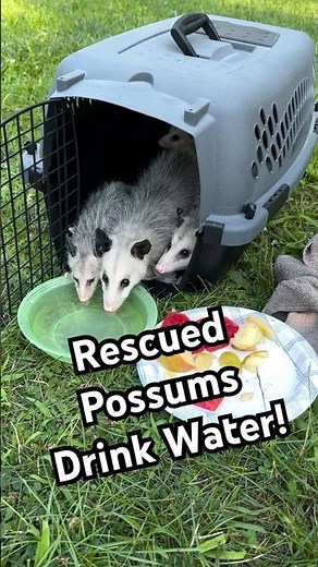 Adorable Baby Possums Drink After Being Rescued!