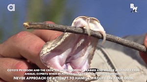 Coyote Mark and Mario take look back at the time they discovered a Rattlesnake with two sets of fangs! Yikes! Did you know that most snakes replace their teeth similar to the way a shark does? | Coyote Peterson