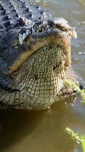 Volume up!!! A very rare gnarly sighting of alligator performance a courtship dance known as "water dance!" Male alligators perform a courtship ritual called the “water dance” where they submerge their bodies while leaving their head and tail exposed to the water. Next, they fill their lungs with air and release the air through their body to create a long, deep, and echoing bellow. As the alligator bellows, the air vibrates the water along their back, causing the water to jump like it is dancing