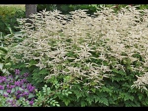 Best Perennials - Aruncus 'Misty Lace' (Goat's Beard)