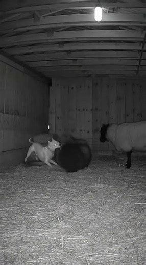 Creepy Intruder Breaks Into Farm Shed—Pitbull Fights Back | Night CCTV