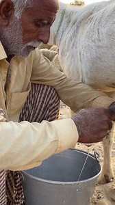 11K views · 155 reactions | Goat Milking Process|How to Get Milk From Goat #GoatMilking #DairyGoats #MilkingTime #farmlife #GoatDairy #Homestead #SmallFarm | Village Hut | Facebook