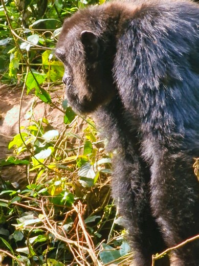 Chimpanzees drinking water Part 2 #conservation #wildlifefacts #wildlifeprotection #chimpanzeetrekking