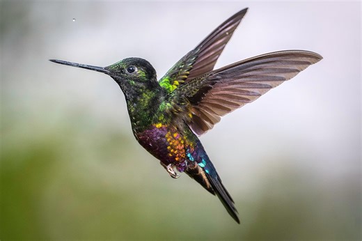 Hummingbirds are on way. When should you put out feeders.