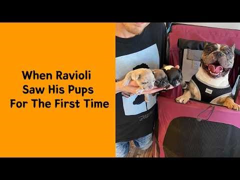 50 Adorable Bulldogs That Completely Break The Stereotypes