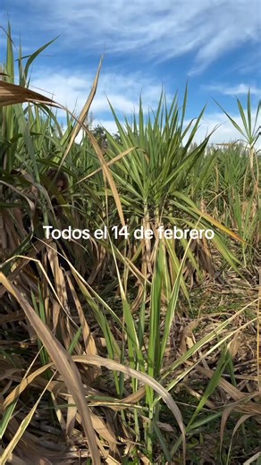 Videos de PUDINX (@pudin.com8) con “sonido original - PUDINX”