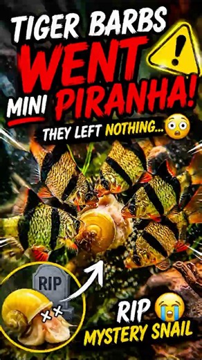 Tiger Barbs Eat Mystery Snail ⚠️ #aquarium #fish #fishtank #aquascape