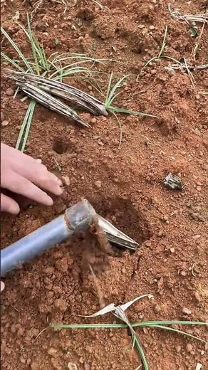 Okra cultivation #Okra #Agriculture #Agricultural planting#viral#vegetables#okra#growing#farmer