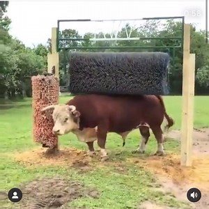 3.4M views · 10K reactions | Rascador : con esto podemos enriquecer el ambiente de los animales, mejorando su bienestar, ademas el rascador les sirve para hacer control mecánico de parasitos como garrapatas, piojos, y ácaros. #rascador #bienestaranimal #bull #toro #novillo #parasitos #veterinaria #zootecnia #cow #animales | Mundo del Ganadero - MDG | Facebook