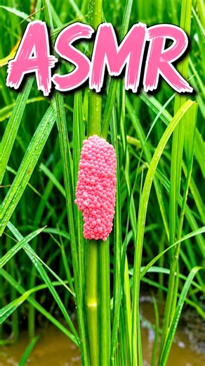 The Most Satisfying Pink Snail Egg Crunch! 🤯 ASMR#asmr #sleep