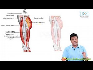 Understanding the Iliotibial (IT) Tract: Functions, Injuries, and Treatment | Dr. M. Azam Explains