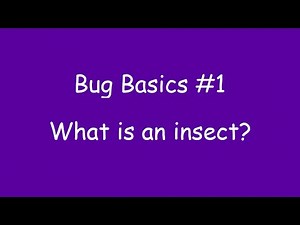 Bug Basics #1: What is an Insect?