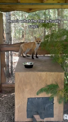Saco River Wildlife Center on Instagram: "Red foxes have a diverse range of vocalizations, including a scream-like call that can be quite startling. This scream, often heard during mating season, is typically used by females to attract males or as a territorial warning. Foxes also bark, yelp, and make a “gekking” noise, which is a rapid series of chattering sounds used in aggressive interactions. (Harris & Gosselink, 2007) #redfox #wildliferehab #maine #fox #wildlife"