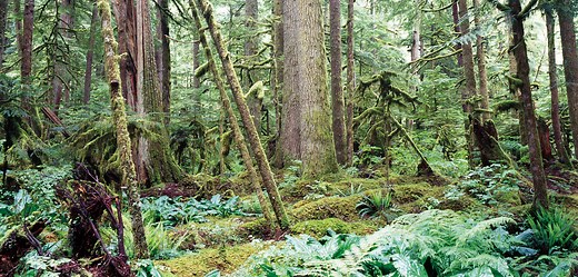 Carbon River and Mowich - Mount Rainier National Park (U.S. National Park Service)