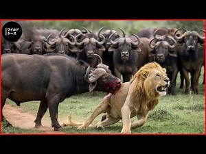 Epic Animal Battles: Nature's Most Brutal Showdowns | Wild Animals | Wild Animals
