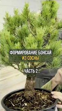 Pine Bonsai Training. Part 2
