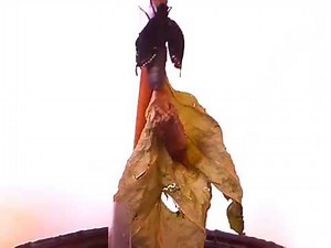 Eastern Tiger Swallowtail Lifecycle