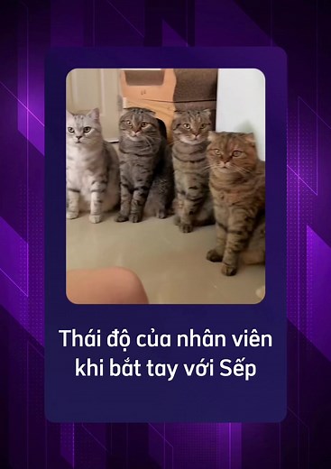 Meme Hài Hước Về Sếp Và Mèo Cute