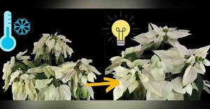 10 Tips For Gardening In Winter Season