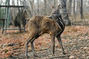 Musk Deer